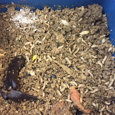High-protein fly larvae an alternative to chicken and fish feed