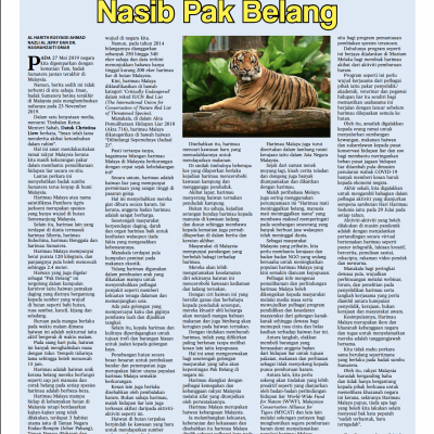 Nasib Pak Belang